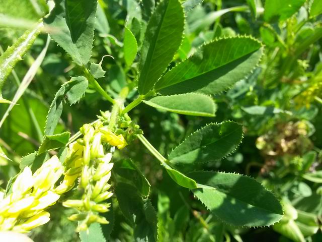Melilotus sp.